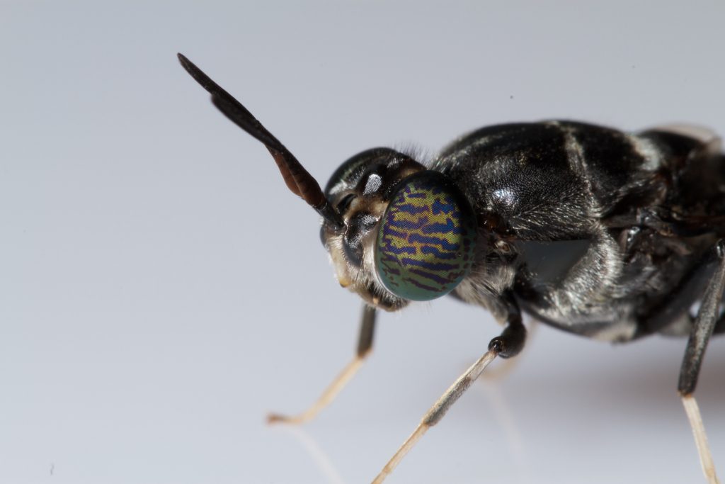 Hermetia illucens -Flickr- Crédit Brian Gratwicke