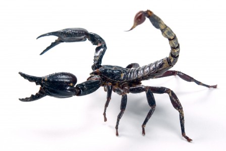 scorpion (3)
