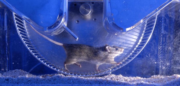 Des études menées sur ce rat roussard du Soudan visent à mieux comprendre les troubles du rythme biologique chez l’homme. @H.Raguet/CNRS Photothèque