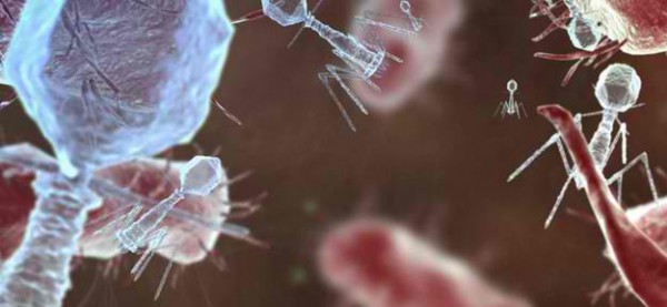 Phage-Therapy