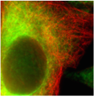 Pas d'interaction : la fluorescence de la protéine proie (en vert) est diffuse dans la cellule et n'est pas liée aux microtubules (rouges)