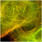 Interaction forte: la protéine proie est amenée par la protéine appât sur les microtubules (partie jaune apparente)