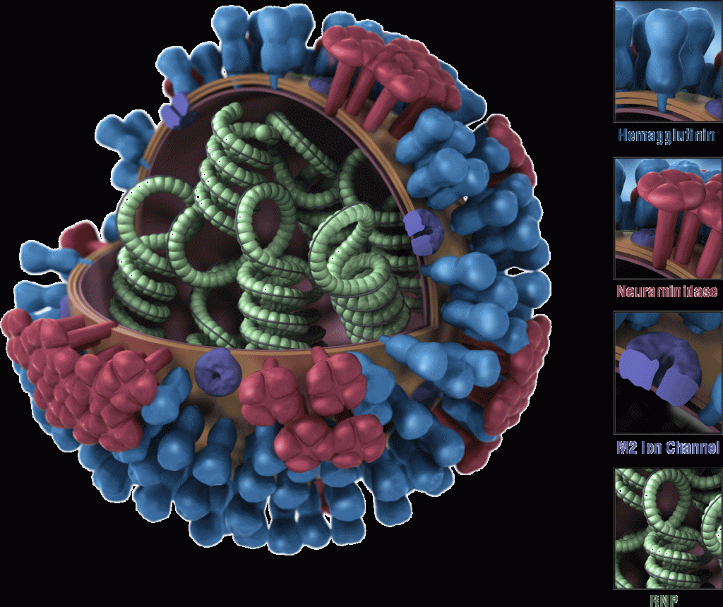 http://www.cdc.gov/h1n1flu/images/3D_Influenza_transparent_key_pieslice_lrg.gif