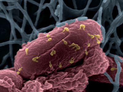  Bactériophages sur la bactérie Escherichia coli © Institut Pasteur