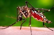 Moustique Aedes aegypti, pricnipal vecteur de la transmission du virus Zika ou de la dengue