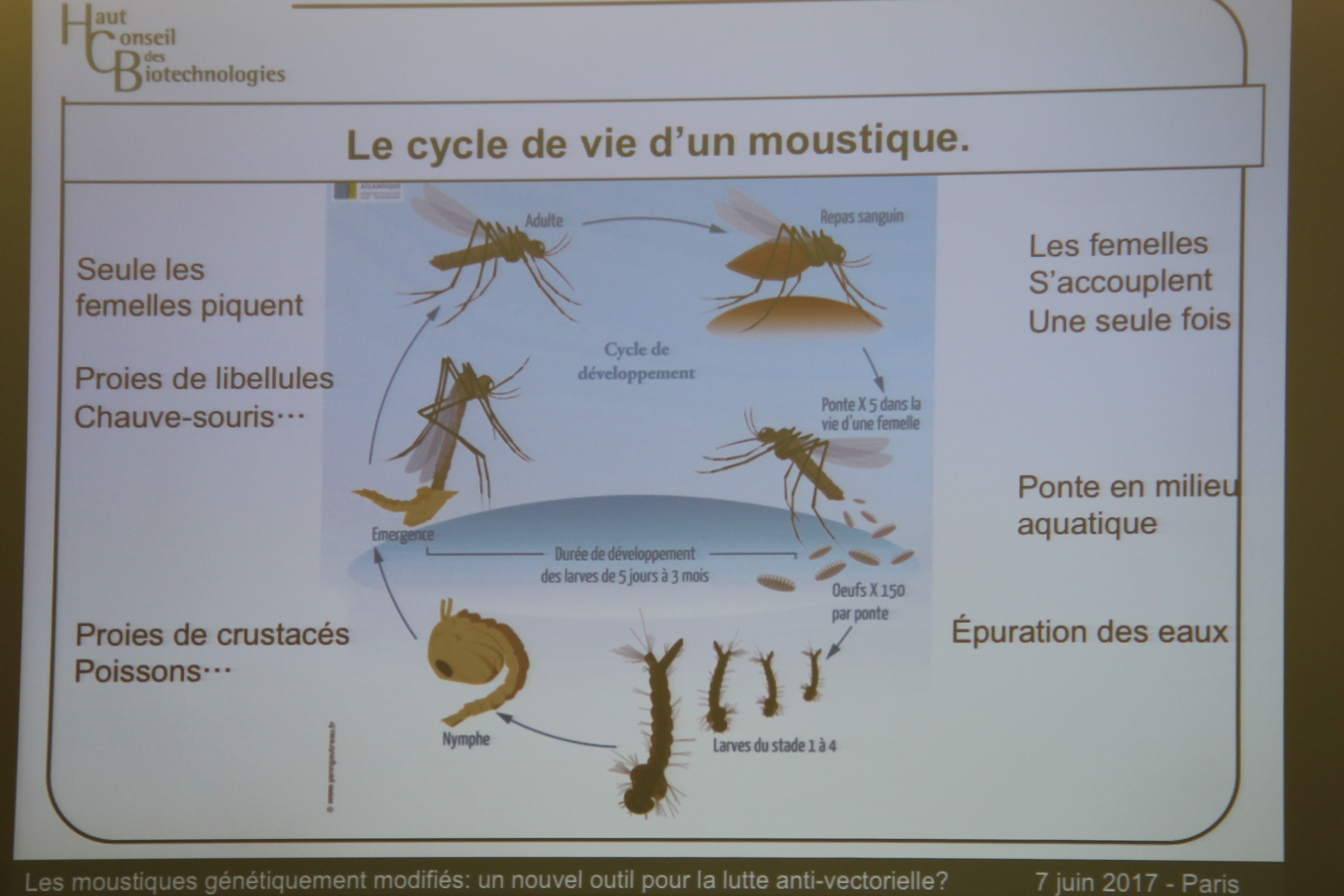 cycle de vie d'un moustique