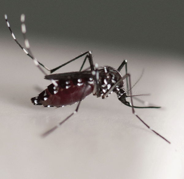 Moustique tigre, vecteur du virus Zika
