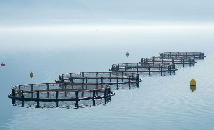 aquaculture-cages-1-496771542-credit-radzonimo