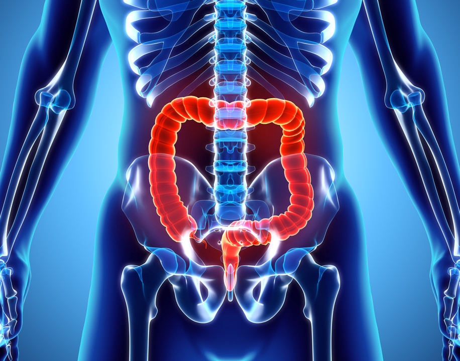 3D illustration of Large Intestine, Part of Digestive System.