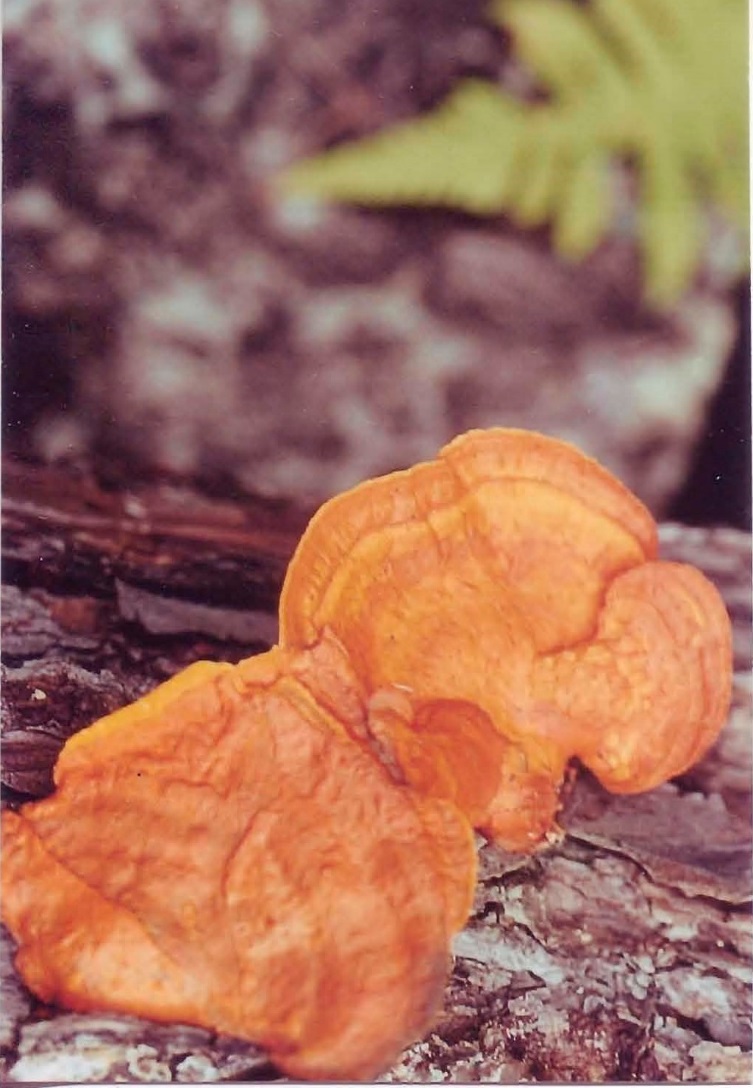 Pycnoporus coccineus, le champignon dont la nouvelle enzyme a été caractérisée, et collecté en Chine - Photo de Guo Lin 