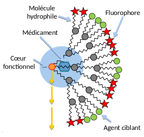 L'aspect le plus avancé du projet NANOTRANSMED est celui des nanoparticules dendronisées pour le diagnostic précoce et la thérapie personnalisée des cancers, en cours d'études dans les hôpitaux suisse de Bâle et allemands de Freiburg et Mainz.